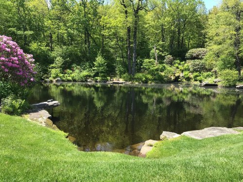 A serene pond surrounded by lush greenery and blooming flowers under a clear blue sky.