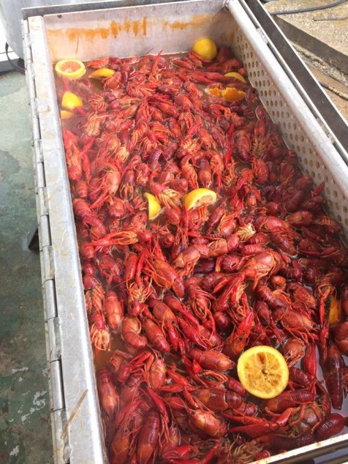 A large metal container filled with cooked red crawfish and slices of lemon.