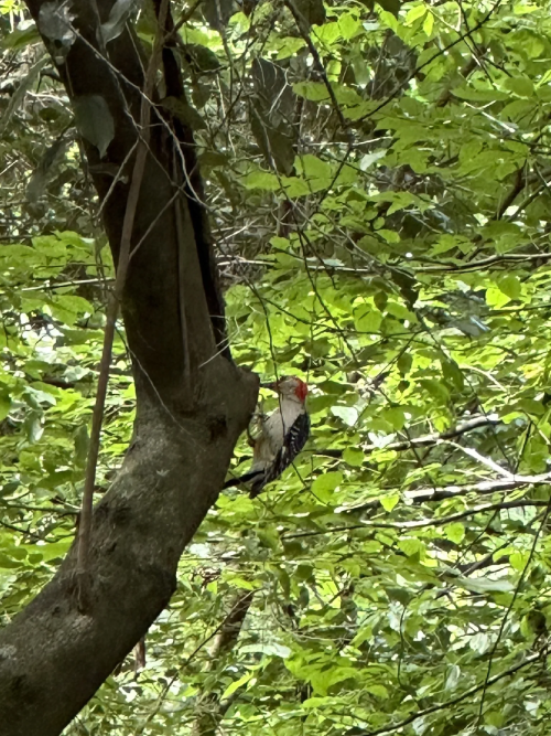 A woodpecker perched on a tree branch surrounded by vibrant green leaves.