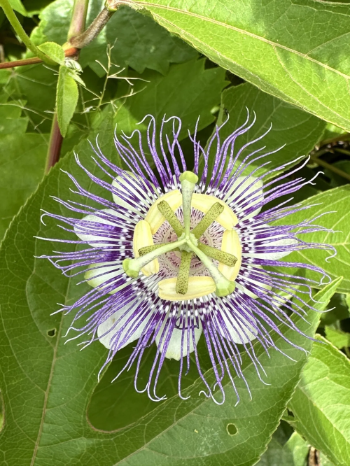 A vibrant purple and white passionflower with intricate, spiky petals surrounded by green leaves.