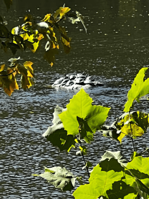 A group of turtles sunbathing on a log in a calm water body, surrounded by green leaves.