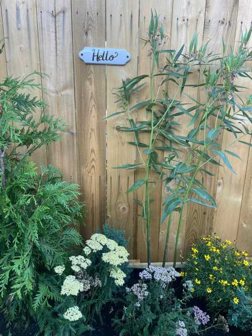 A wooden fence with a "Hello" sign, surrounded by green plants and colorful flowers.