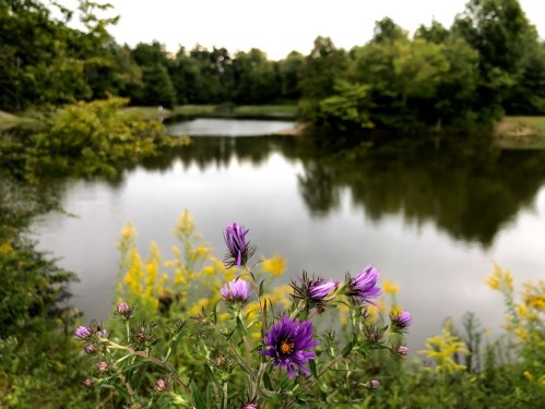 A serene pond surrounded by lush greenery and vibrant purple and yellow wildflowers in the foreground.