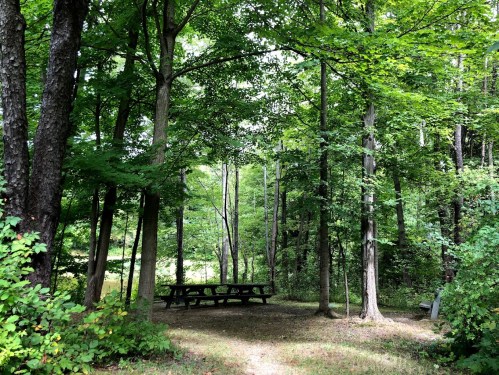 A serene forest scene with tall trees and a picnic table nestled among lush greenery.