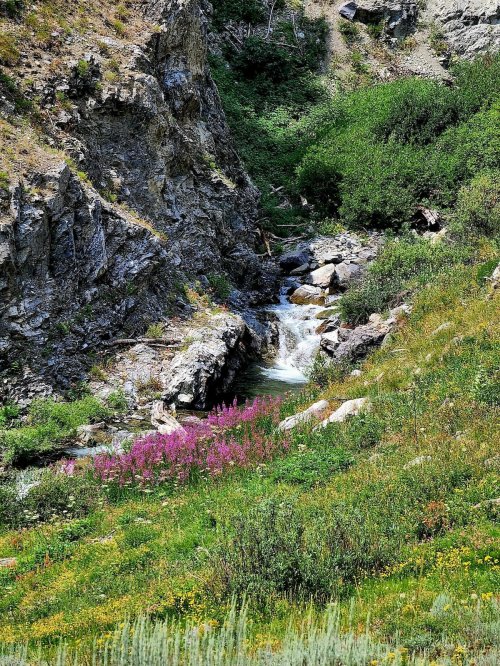 A serene landscape featuring a small waterfall surrounded by vibrant wildflowers and lush greenery.