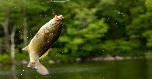 A smallmouth bass jumps from the water after being caught on a lure while fishing the Glover River near Broken Bow, Oklahoma.