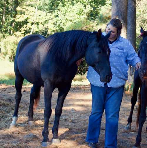 A person gently interacts with a black horse in a natural outdoor setting, surrounded by trees and straw.