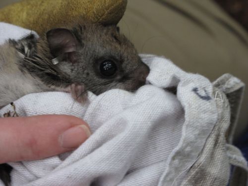 A close-up of a small, gray squirrel being gently held in a cloth, with a person's finger visible.