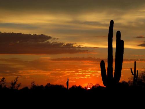 Silhouetted cacti against a vibrant sunset with orange and purple hues in the sky.