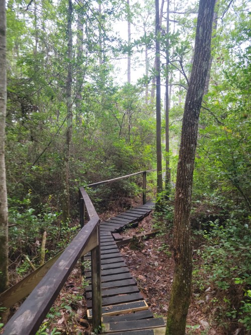 A winding wooden boardwalk through a lush, green forest with tall trees and dense underbrush.