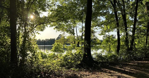 view of the tar river through the trees in greenville north carolina