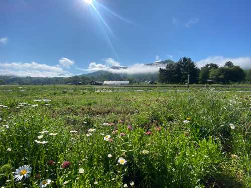 A sunny landscape with wildflowers in the foreground, mountains in the background, and a greenhouse under a blue sky.