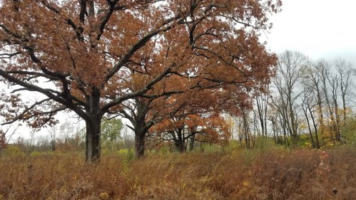 Autumn landscape featuring tall trees with orange leaves and a field of brown grass under a cloudy sky.