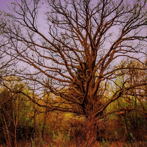 A bare, twisted tree stands against a purple sky, surrounded by soft, muted foliage in a serene landscape.