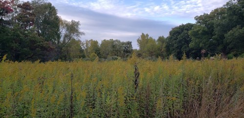 A field of tall yellow-green plants under a cloudy sky, surrounded by trees in the background.