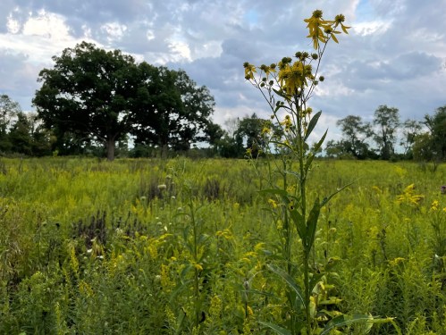 A tall yellow flower stands in a lush green field, with trees and a cloudy sky in the background.