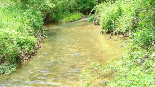 A serene, shallow stream flows through lush greenery, surrounded by vibrant plants and trees.