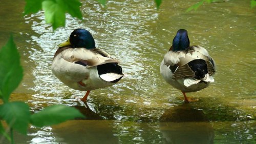 Two mallard ducks standing on rocks in a serene, green-tinted pond, surrounded by leaves.