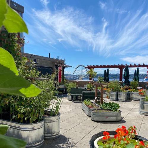 A rooftop garden with metal planters, vibrant flowers, and a view of a Ferris wheel under a blue sky with clouds.