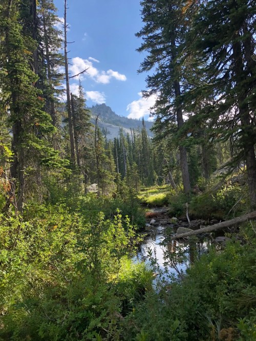 A serene forest scene with tall trees, a clear stream, and distant mountains under a blue sky with scattered clouds.