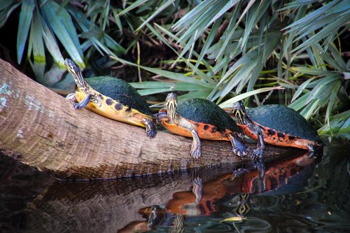 Three turtles basking on a log over calm water, surrounded by lush green foliage.