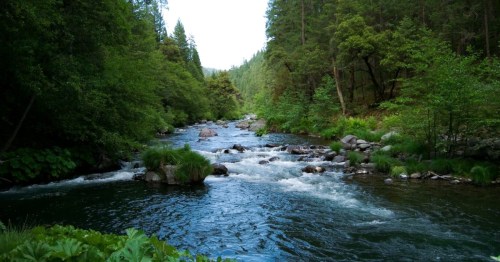 A serene view of McCloud River flowing through a forest in Northern California, surrounded by lush greenery and rocky banks.