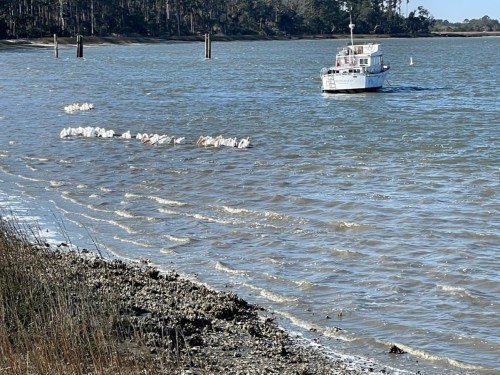 A boat on the water near a shoreline, with a group of white birds swimming in a line.