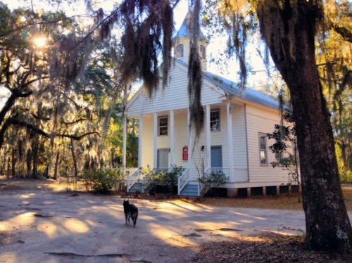 A white church with a steeple surrounded by trees, sunlight filtering through Spanish moss, and a dog walking in the foreground.