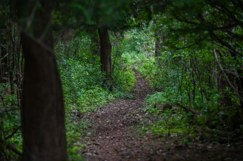 A narrow dirt path winding through a lush, green forest with trees and foliage on either side.