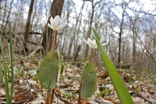 Two white flowers with green leaves grow among fallen leaves in a forest, with trees and a cloudy sky in the background.
