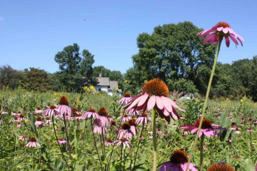 A field of pink coneflowers in bloom, with a house and trees in the background under a clear blue sky.