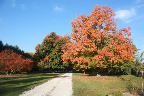 A gravel path leads through vibrant autumn trees with orange and red leaves under a clear blue sky.