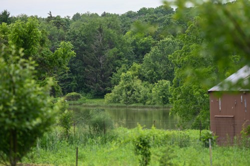 Lush green trees surround a calm pond, with a rustic barn partially visible in the foreground.