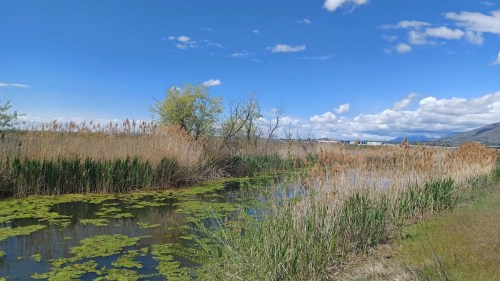 A serene landscape featuring a pond surrounded by tall grasses and trees under a blue sky with scattered clouds.