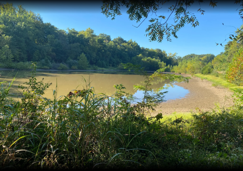 A serene riverbank scene with lush greenery and calm water under a clear blue sky.