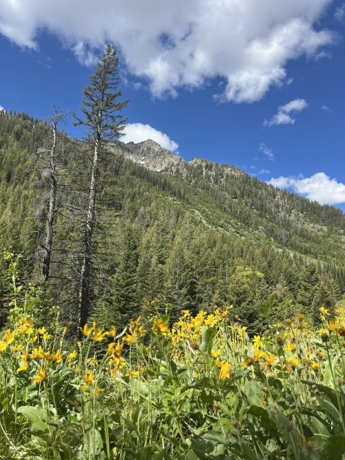 A vibrant field of yellow flowers in the foreground, with a mountain and blue sky in the background.
