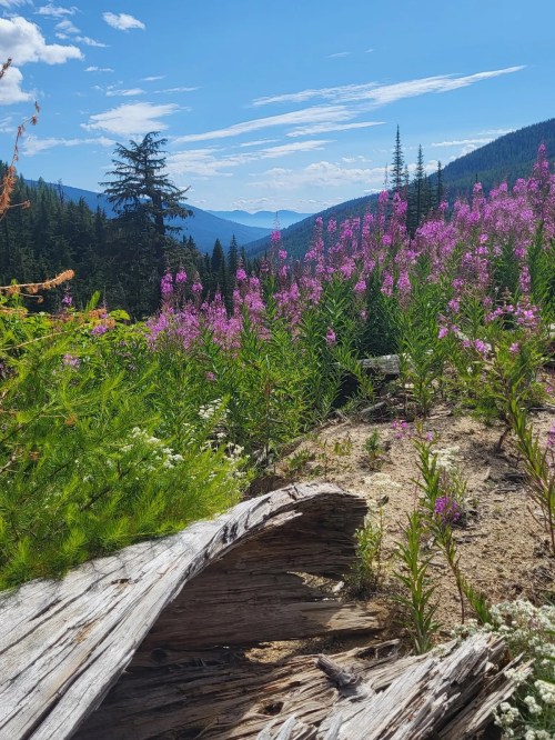 A vibrant landscape featuring purple wildflowers, green foliage, and mountains under a blue sky with scattered clouds.