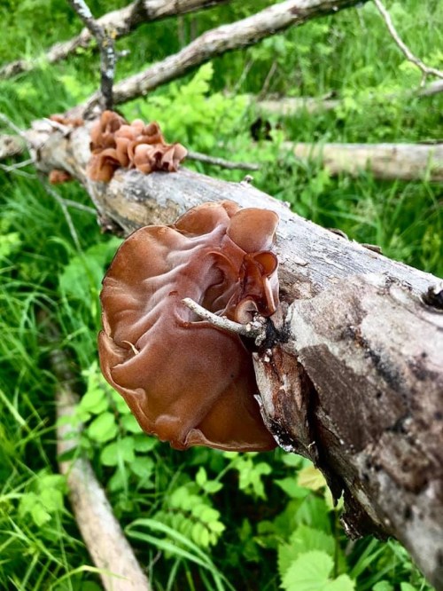 A close-up of brown mushrooms growing on a fallen tree branch, surrounded by green grass and foliage.