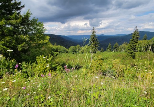 A scenic view of rolling green mountains under a cloudy sky, with wildflowers in the foreground.