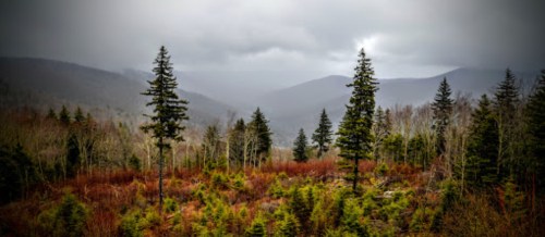 A misty landscape featuring tall evergreen trees and rolling mountains in the background, with a mix of green and brown foliage.