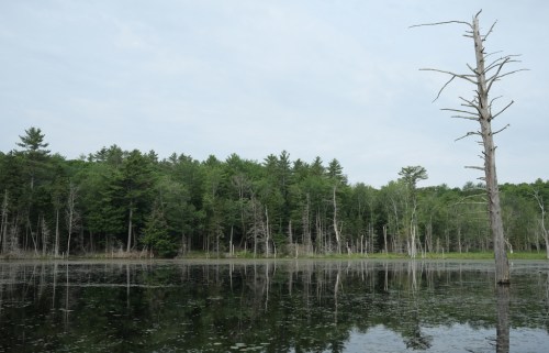 A serene wetland scene with a still water surface reflecting trees and a tall, dead tree in the foreground.
