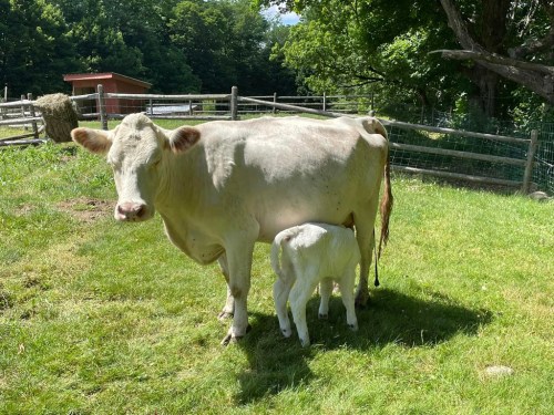 A white cow stands in a grassy field, nursing a calf beside her, with trees and a fence in the background.