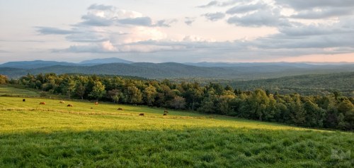 A scenic landscape featuring rolling hills, green fields, and grazing cows under a cloudy sky at sunset.