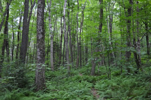 Lush green forest with tall trees and ferns covering the ground, creating a serene and tranquil atmosphere.