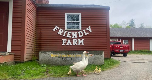 A white goose and ducklings walk in front of a red barn with "Friendly Farm" sign and a red truck parked nearby.
