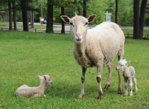 A sheep stands in a grassy area with two lambs nearby, surrounded by trees and a road in the background.