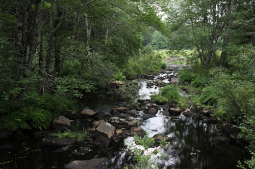 A serene stream flows through a lush, green forest, with rocks scattered along the water's edge.