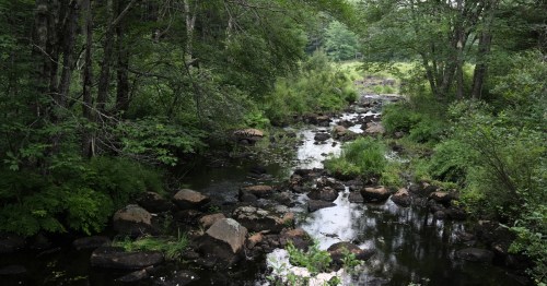 A serene stream flows through a lush green landscape, surrounded by trees and rocky banks.