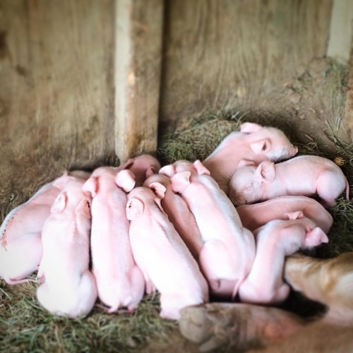 A group of piglets sleeping closely together in a cozy, straw-filled barn.