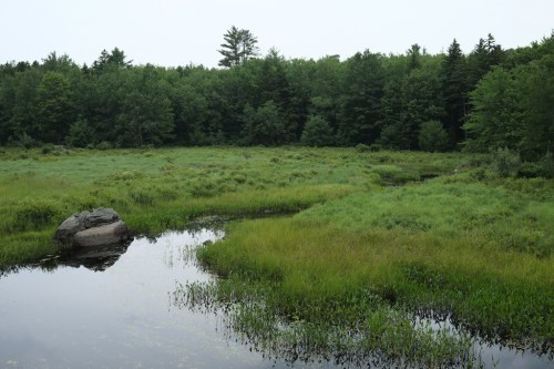 A serene wetland scene with a calm waterway, lush green grass, and trees in the background under a cloudy sky.